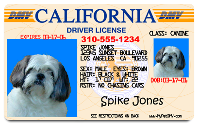 Fake Driver's License